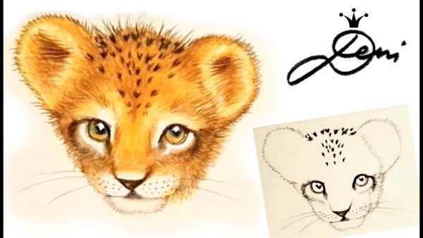 Рисунки с львёнком лёгкий рисунок карандашом
