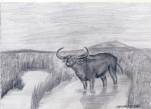 Бык карандашом