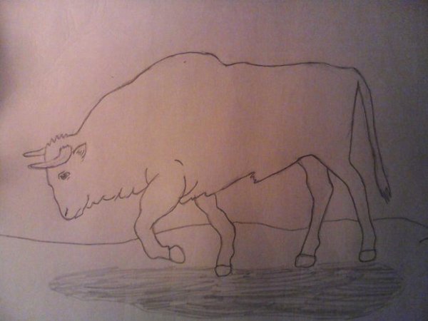 Этапы рисования быка