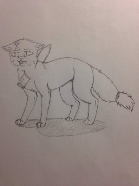 Рисунки котов воителей карандашом