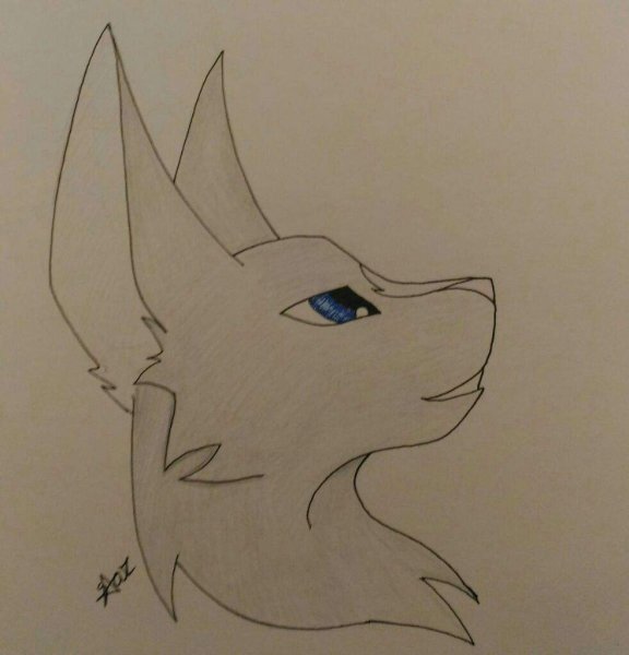 Коты Воители для срисовки Амино