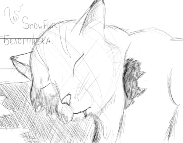 Коты Воители для срисовки карандашом