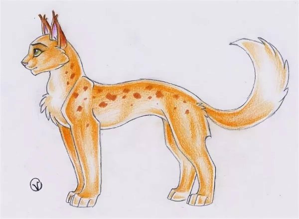 Коты Воители рисунки для срисовки