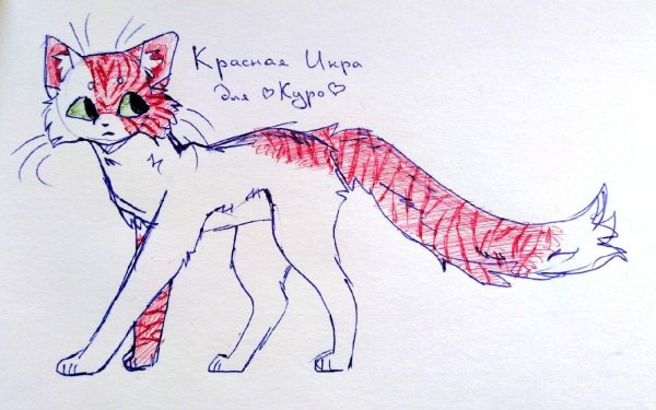 Раскраска коты Воители Огнезвёзд