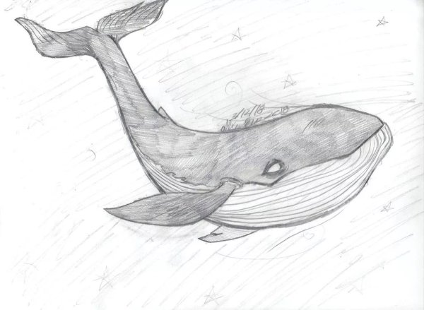 Рисунок кита для срисовки