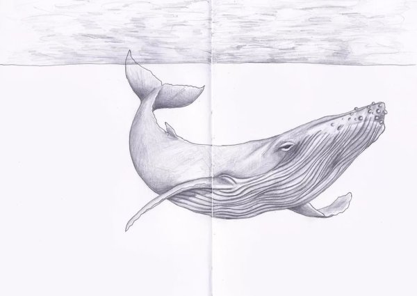 Кит нарисовать карандашом