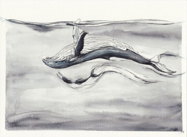 Кит рисунок