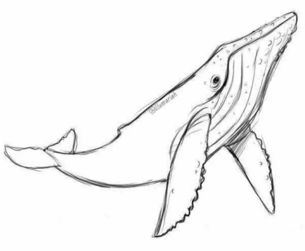 Рисунок кита карандашом для срисовки