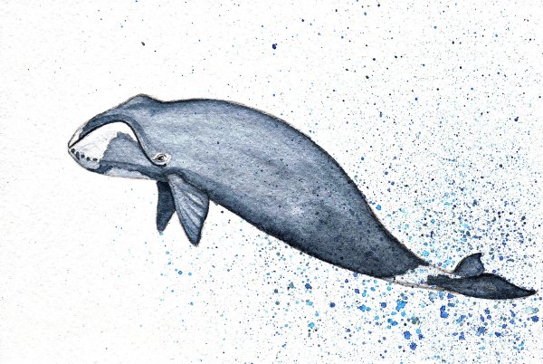 Синий кит рисунок