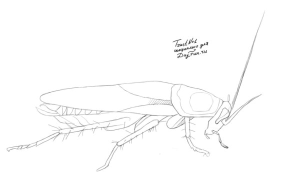 Таракан рисунок карандашом