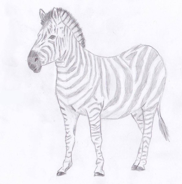 Зебра рисунок для детей карандашом