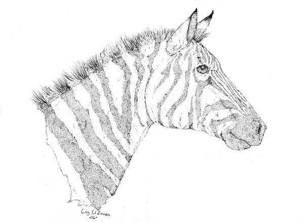 Зебра рисунок карандашом