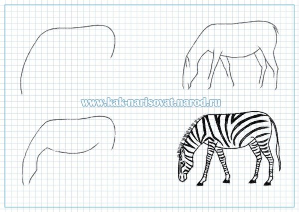Зебра рисунок поэтапно