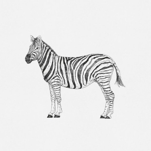 Зебра рисунок карандашом