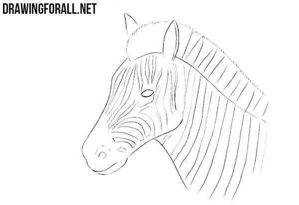 Рисунок зебры для срисовки карандашом поэтапно