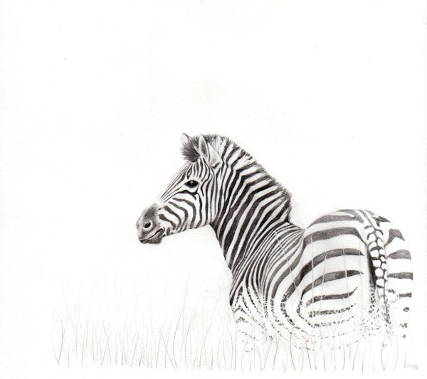 Зебра набросок
