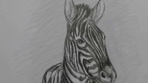 Картинки зебры для срисовки