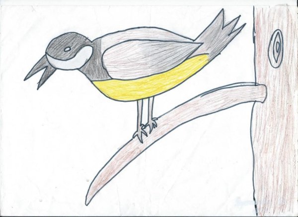 Синичка рисунок легкий