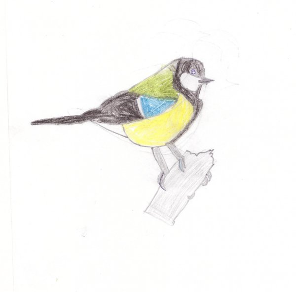 Рисование синички
