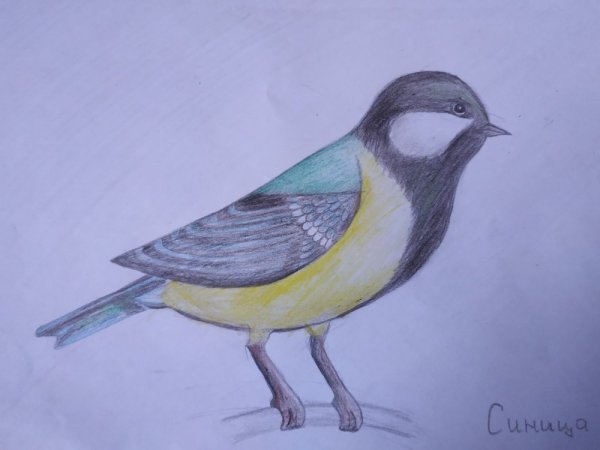 Этапы рисования птицы