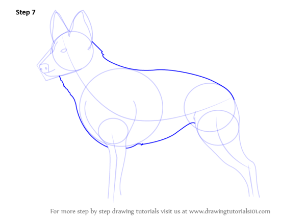 Рисование немецкой овчарки поэтапно