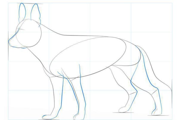 Поэтапное рисование немецкой овчарки