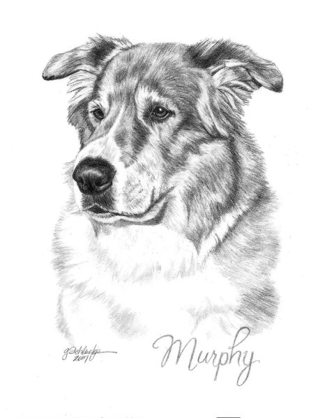 Портрет собаки карандашом