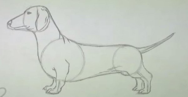 Такса рисунок карандашом