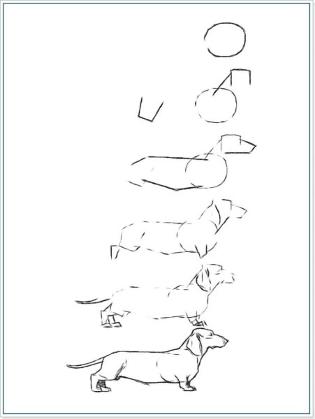 Поэтапное рисование таксы