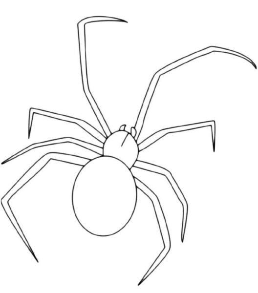 Паук Каракурт раскраска