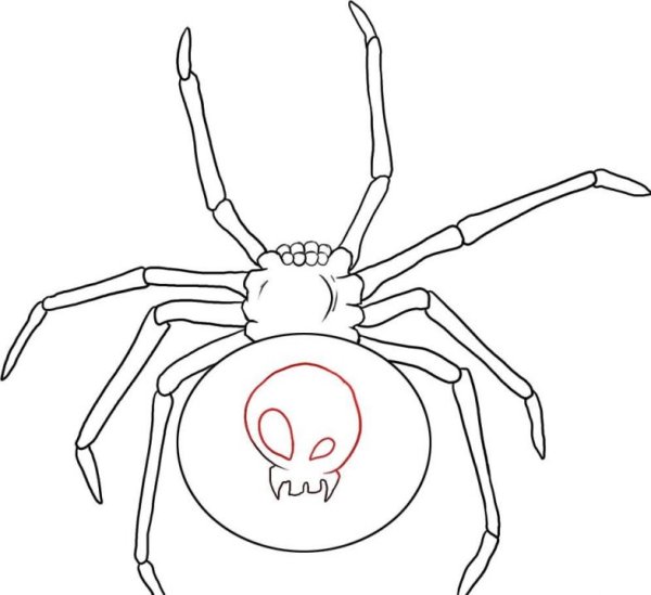 Паук рисунок карандашом для срисовки