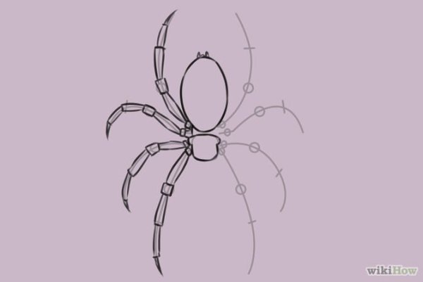 Поэтапный рисунок паука