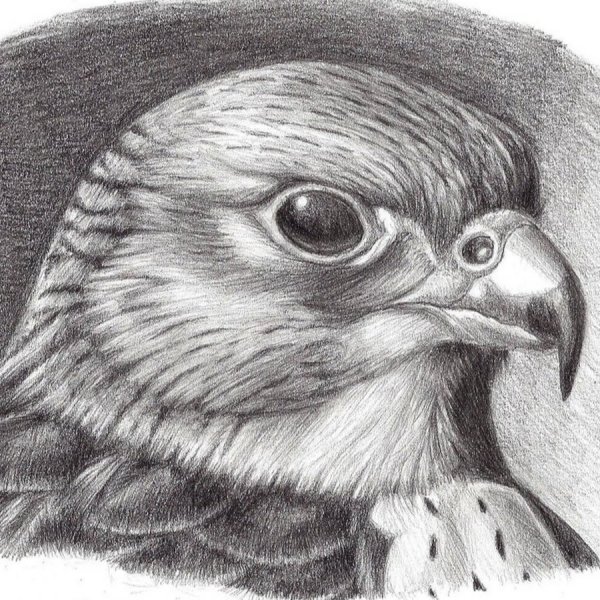 Сокол рисунок карандашом