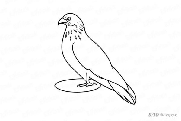 Сокол карандашом легко