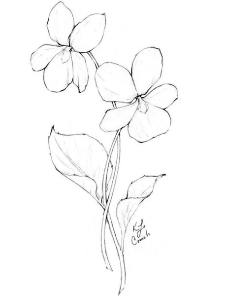Цветы карандашом
