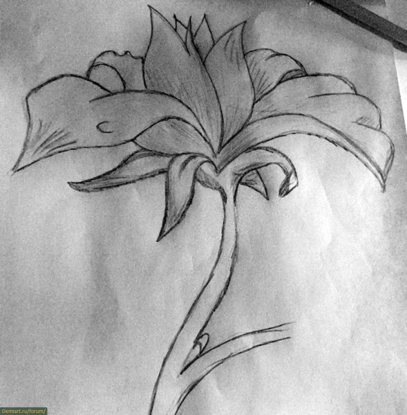 Рисунки цветов для срисовки