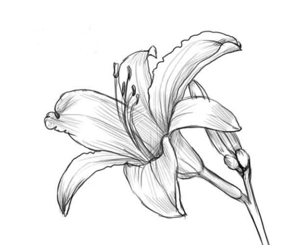 Цветы для срисовки легко