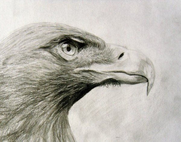 Коршун рисунок карандашом