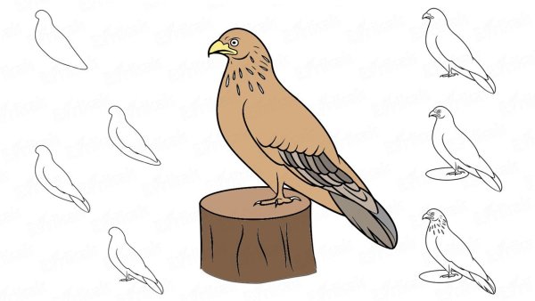 Сокол карандашом