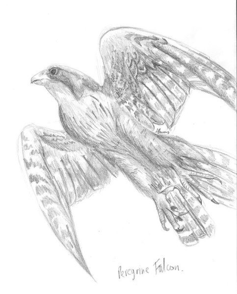 Рисование орла пошагово