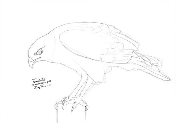 Сапсан эскиз сбоку