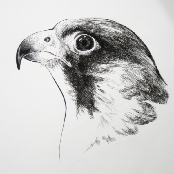 Коршун раскраска для детей