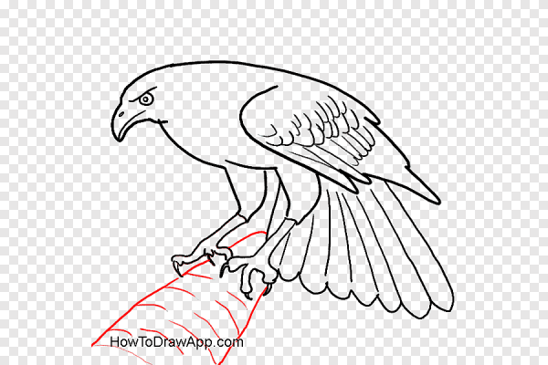 Сокол Сапсан эскизы