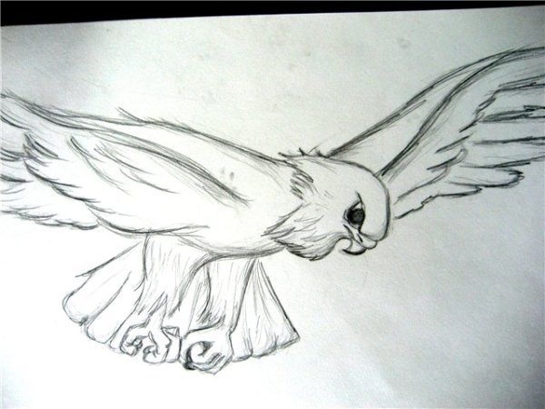 Сокол рисунок для детей легкий