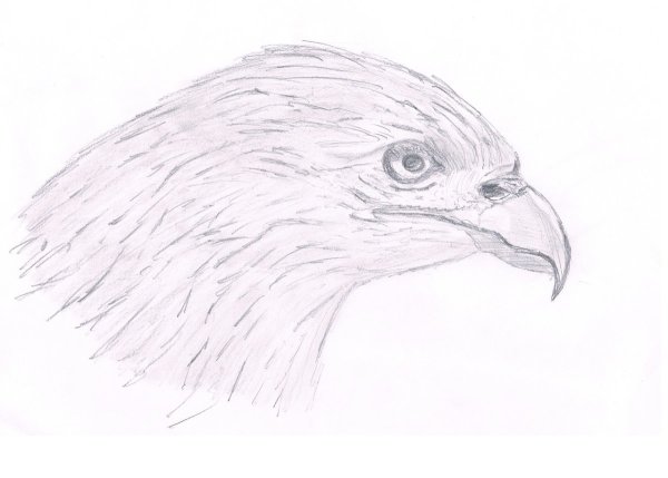 Финист Ясный Сокол рисунок легкий