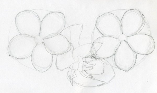Цветок для срисовки легкий