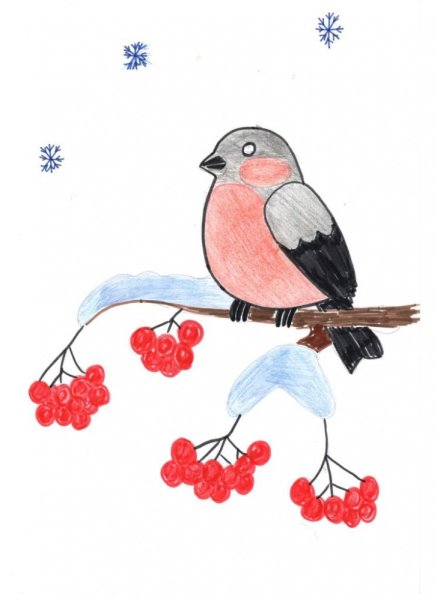 Снегирь рисунок карандашом
