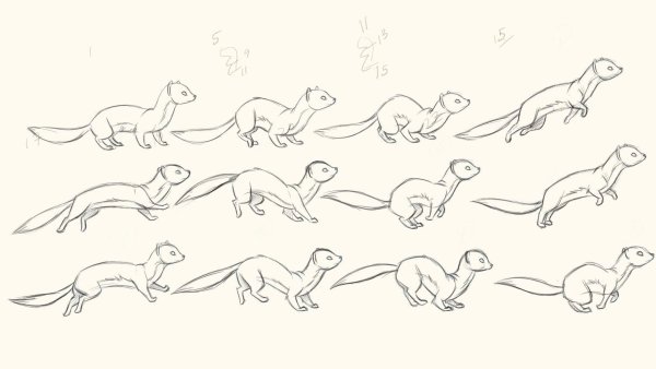 Хорёк сбоку референс