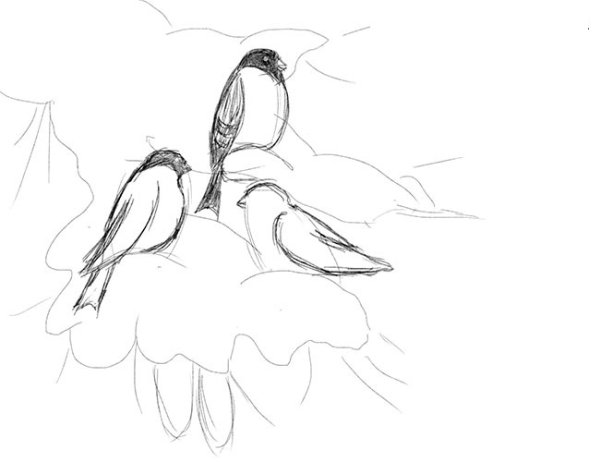 Снегирь пошаговое рисование