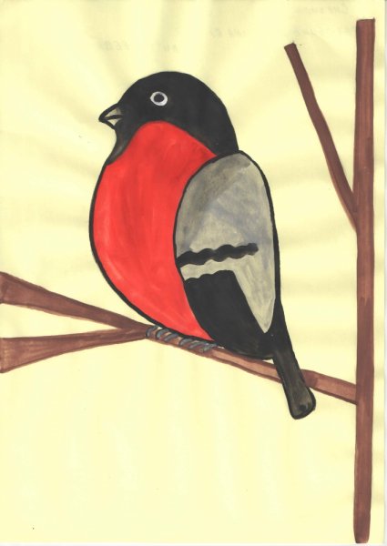 Снегирь рисунок карандашом